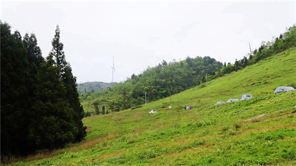 岐山草原。通訊員 洪琳 攝