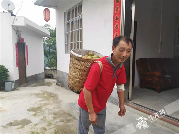 蔡政剛采摘一背簍豐水梨背回家。華龍網(wǎng)—新重慶客戶端 冉長軍 攝