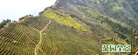 茶園全景